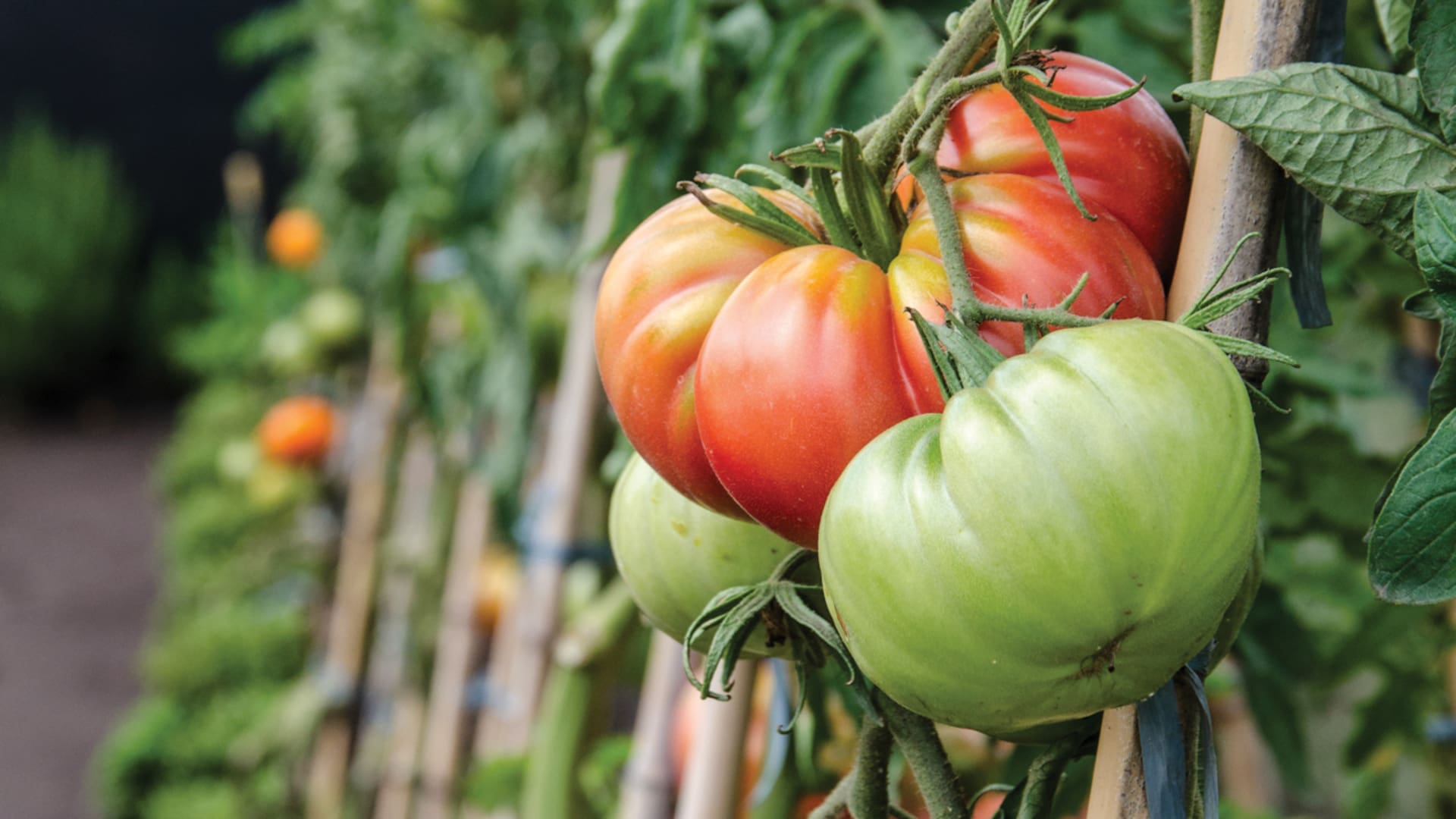 Es originario de la región andina peruana. Los españoles lo llevaron a Europa, pero el tomate no se incorporó de forma rotunda en la cocina mediterránea hasta bien entrado el siglo XVIII. Los italianos conocieron inicialmente las variedades amarillentas y lo denominaron pomodoro (manzana de oro); los franceses, pomme d’amour por considerarlo afrodisíaco, y en España optaron por la adaptación del nombre indígena de tomatl (en náhuatl, “fruto hinchado”). En México se lo llama jitomate, palabra que deriva del azteca xitomatl, “fruto con ombligo”.