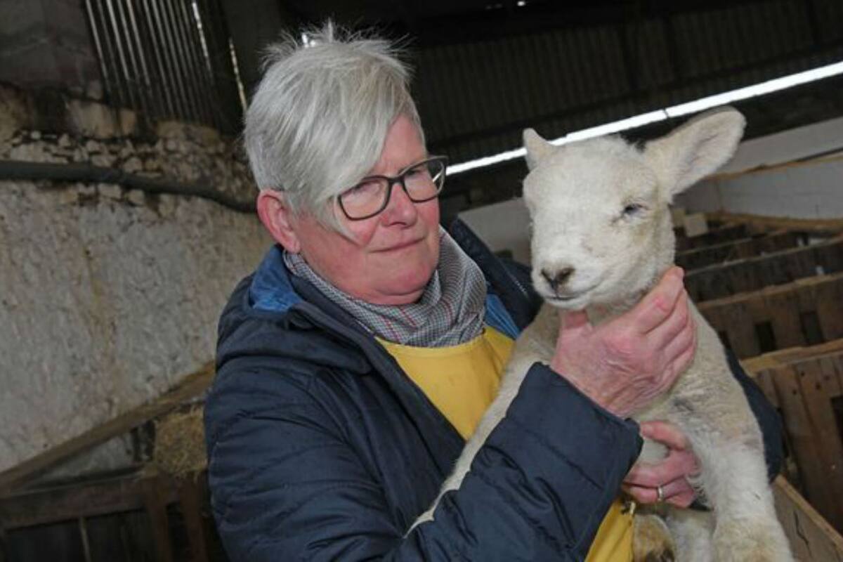 Rhian Ackers muestra cómo está el cordero ciego