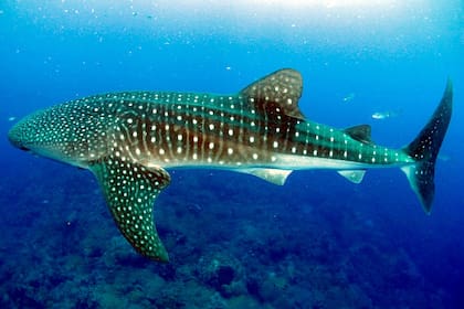 Rhincodon typus, el pez que se ubica en la costa de Perú y pesa más de 30 toneladas