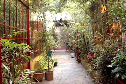 El patio del Sportivo Teatral, convertido en un vivero