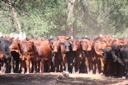 Ricardo Roquette y Luis Petracchi, de Agrobari, lideran el empredimiento mixto gesta en marcha: la ganadería en Salta
En medio de serias limitantes de infraestructura zonal, donde todo esta por hacer, se desarrollan planteos de ciclo completo, que producen novillos para exportación con tecnología de punta 2022
passto pasturas altos vacas vacuno alimento