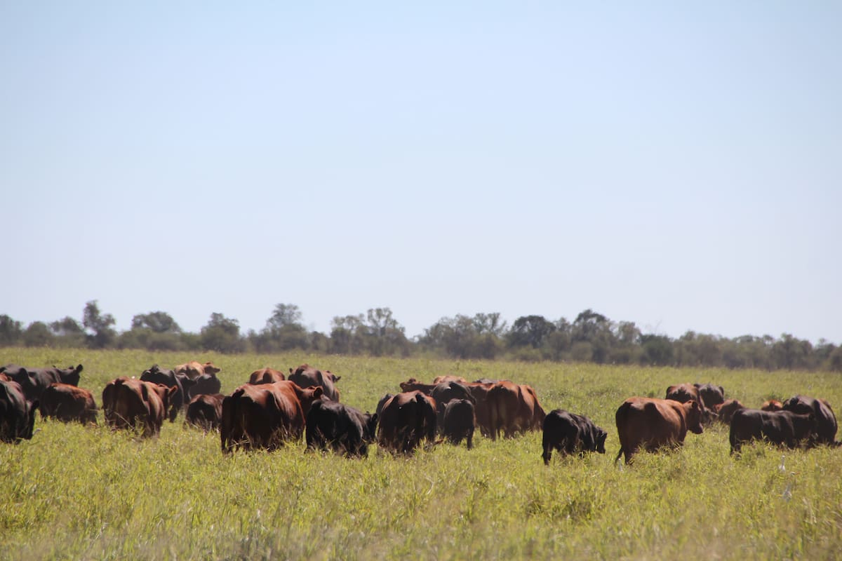 Ricardo Roquette y Luis Petracchi, de Agrobari, lideran el empredimiento mixto gesta en marcha: la ganadería en Salta
En medio de serias limitantes de infraestructura zonal, donde todo esta por hacer, se desarrollan planteos de ciclo completo, que producen novillos para exportación con tecnología de punta 2022
passto pasturas altos vacas vacuno alimento