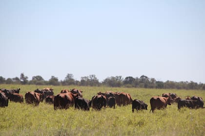 Ricardo Roquette y Luis Petracchi, de Agrobari, lideran el empredimiento mixto gesta en marcha: la ganadería en Salta
En medio de serias limitantes de infraestructura zonal, donde todo esta por hacer, se desarrollan planteos de ciclo completo, que producen novillos para exportación con tecnología de punta 2022
passto pasturas altos vacas vacuno alimento