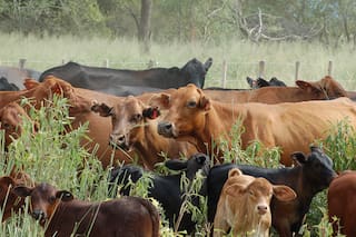 El abecé simple y útil para ganar más plata con la producción de carne