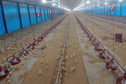 Ricardo Unrrein produce entre 70.000 y 80.000 pollos en esa región en Entre Ríos