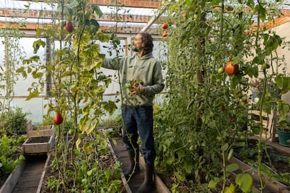 Richard cosecha tomates en la huerta de la chacra que pertenecía a sus padres.