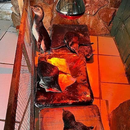 Richard Tesore coloca a los pingüinos bajo lámparas infrarrojo para darles calor