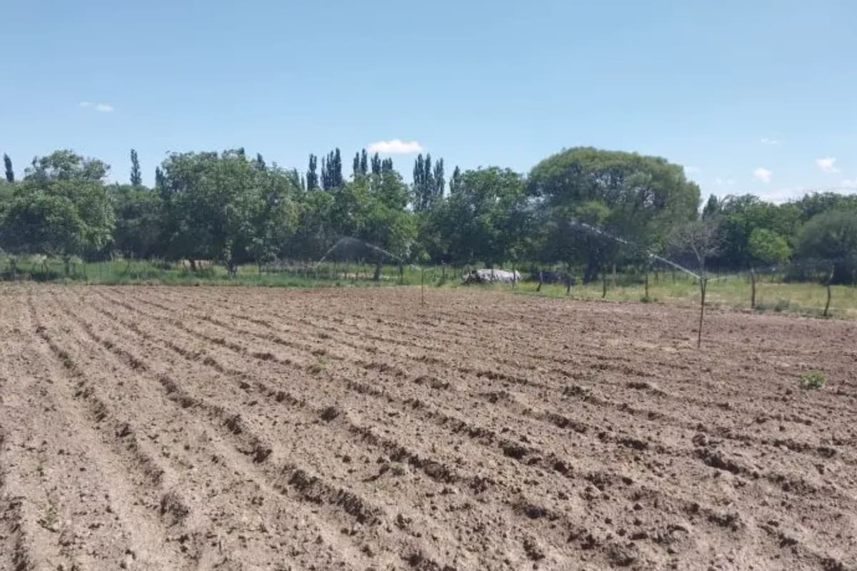 Riego por goteo y aspersión en Catamarca: el modelo del INTA Santa María que mejora la producción agrícola en zonas áridas