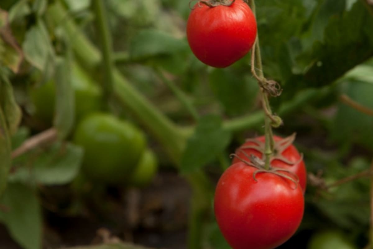 Rige una alerta para el sector productivo