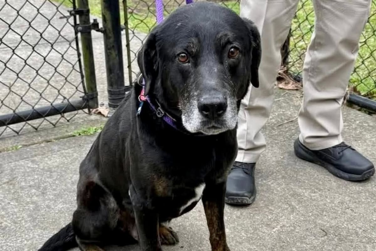 Rigsby fue abandonado en un parque por los mismos dueños que lo adoptaron de un refugio seis años antes