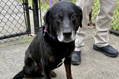 Rigsby fue abandonado en un parque por los mismos dueños que lo adoptaron de un refugio seis años antes