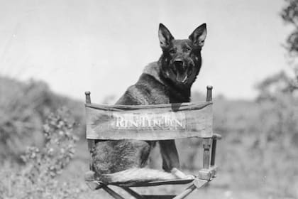 Rin Tin Tin, el pastor alemán que conquistó los corazones de los estadounidenses en la década de 1920