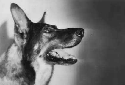 Rin Tin Tin interpretó películas en Hollywood desde 1922 hasta 1931