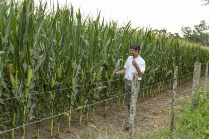 Rinde y estabilidad para el maíz