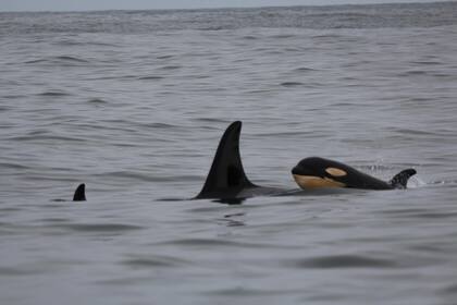 Río Negro: las orcas se acercan a la costa marítima para cazar lobos marinos