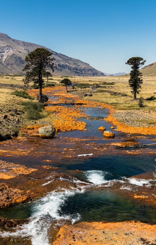 Ríos y araucarias en Caviahue.