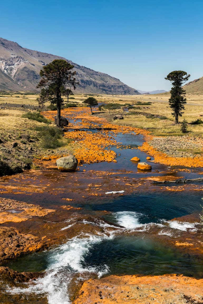 Ríos y araucarias en Caviahue.