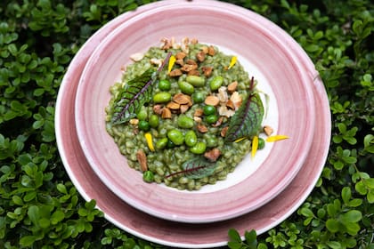 Risotto verde de cebada, con espinaca, habas, arvejas, garrapiñada de girasol, queso y verdes.