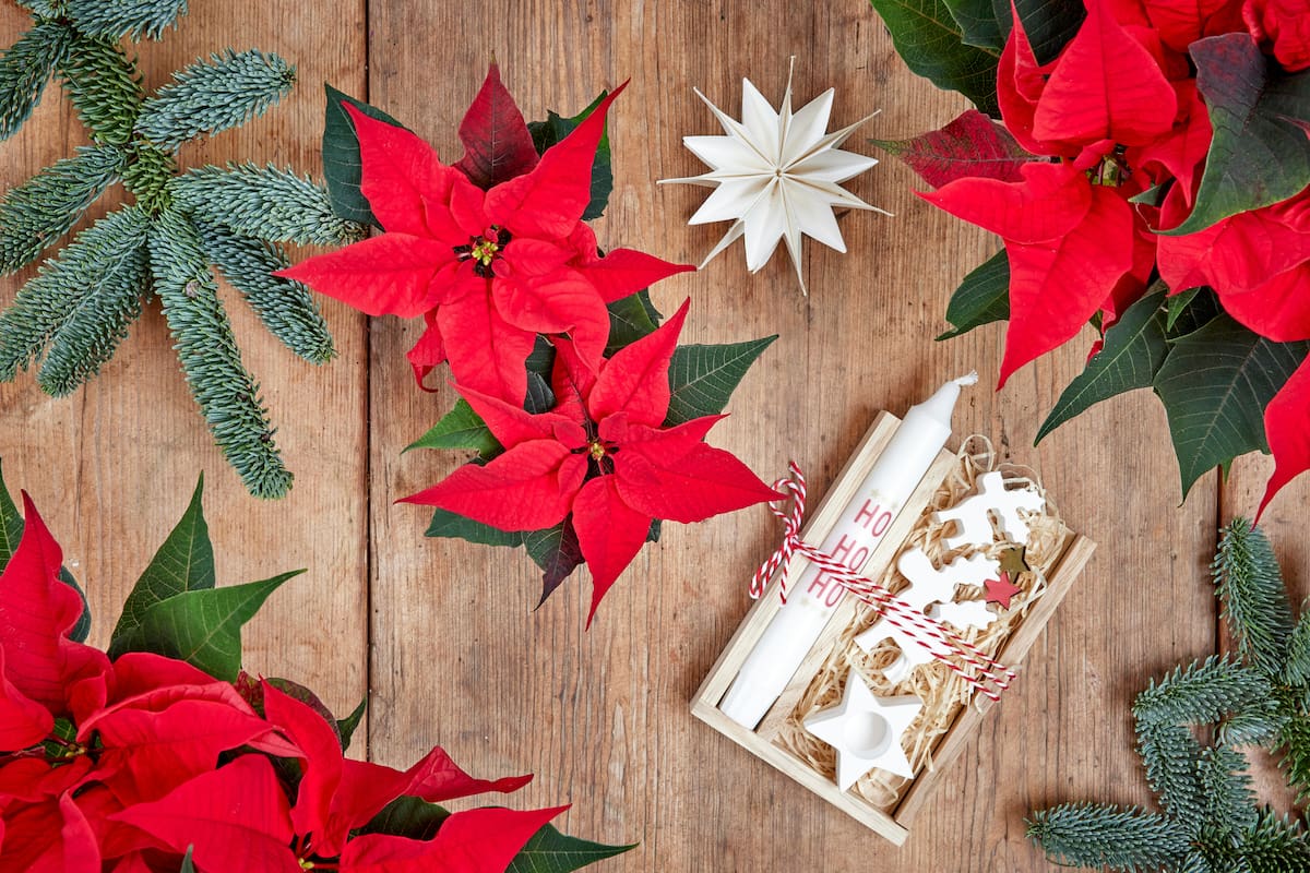 Rituales para la abundancia y la prosperidad en Navidad, según el Feng Shui