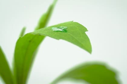 Rizobacter presentó una evolución en su tecnología siliconada