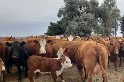 Robaron 50 cabezas de ganado. Creen que fue en un solo día