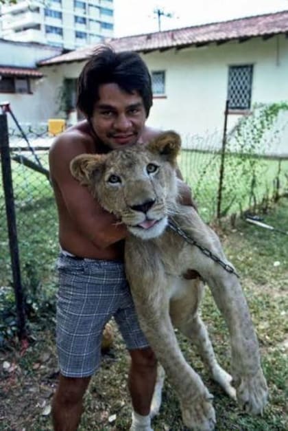 Roberto Durán con su amado león Wala: una de las extravagancias del legendario boxeador panameño
