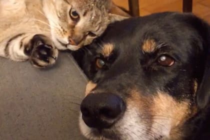 Rocco, o gato de Patricio, também é resgatado e parece entender o que está acontecendo; outro gato de quatro patas precisava de ajuda.