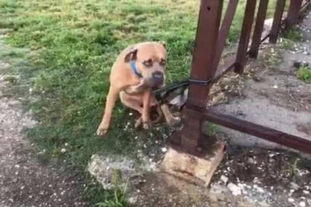 Rocky tuvo una nueva oportunidad