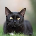 Carlos Gutiérrez, veterinario: “Los gatos negros se acercan mucho a sus dueños, pero son un poco tímidos”
