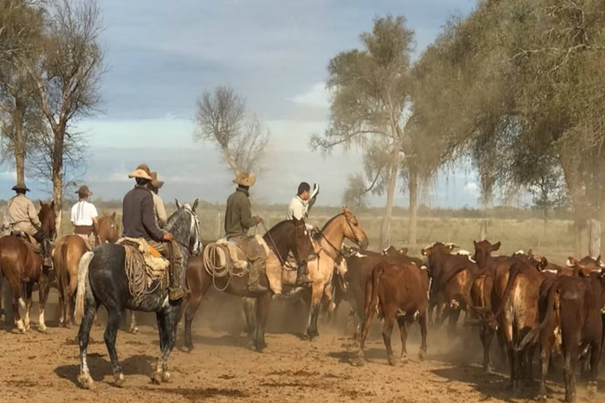 Rodeo de vaquillonas del NOA