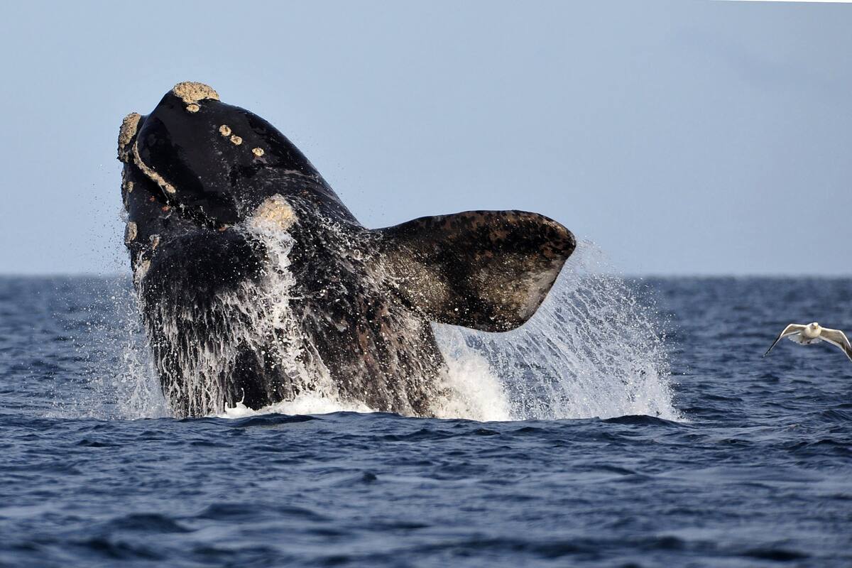 Rodocrosita, una ballena franca austral monitoreada satelitalmente, sigue regresando a Península Valdés desde hace 50 años