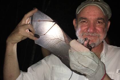 Rodrigo Medellín nació en México en 1957. Es investigador del laboratorio de ecología y conservación de vertebrados terrestres de la UNAM. Especializado en murciélagos, recibió el Whitley Award en 2004 y el Whitley Gold Award en 2012. Como editor asociado, colaboró en diversas publicaciones científi