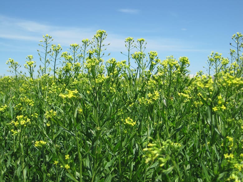 Bayer destacó el potencial del agro argentino y evalúa incorporar nuevos desarrollos productivos.