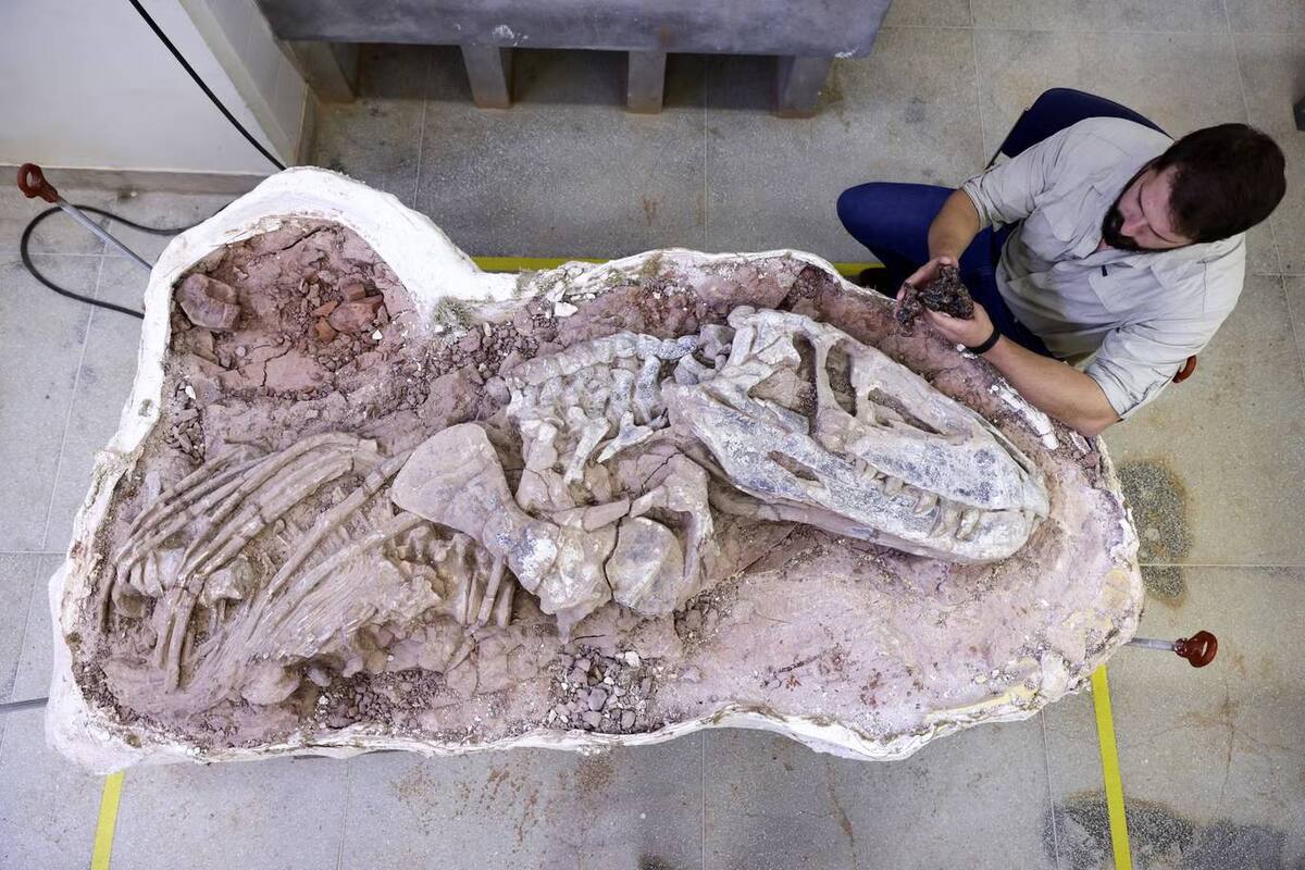 Rodrigo Temp Muller, paleontólogo de la Universidad de Santa María de Brasil, sostiene en sus manos el fósil de Gondwanax paraisensis, junto a otro fósil contemporáneo de Prestosuchus chiniquensis (Reuters)