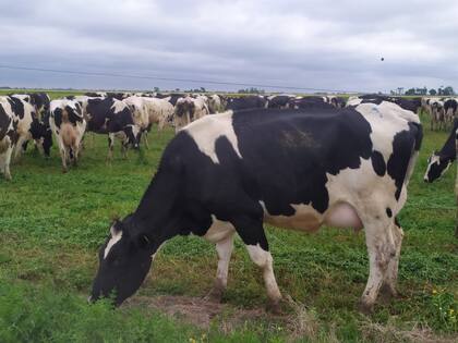 Rodríguez habló de la caída de la producción de leche y de la falta de rentabilidad