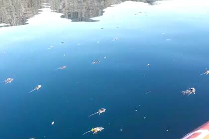 Roedores aparecieron muertos en el lago Villarino, en la Ruta de los Siete Lagos