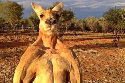 Roger era el macho alfa de su manada y además una estrella viral de Internet.