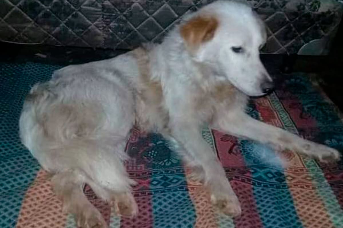 Rojo, el perro que fuera arrojado por las escaleras tiene una pata rota y está recuperándose