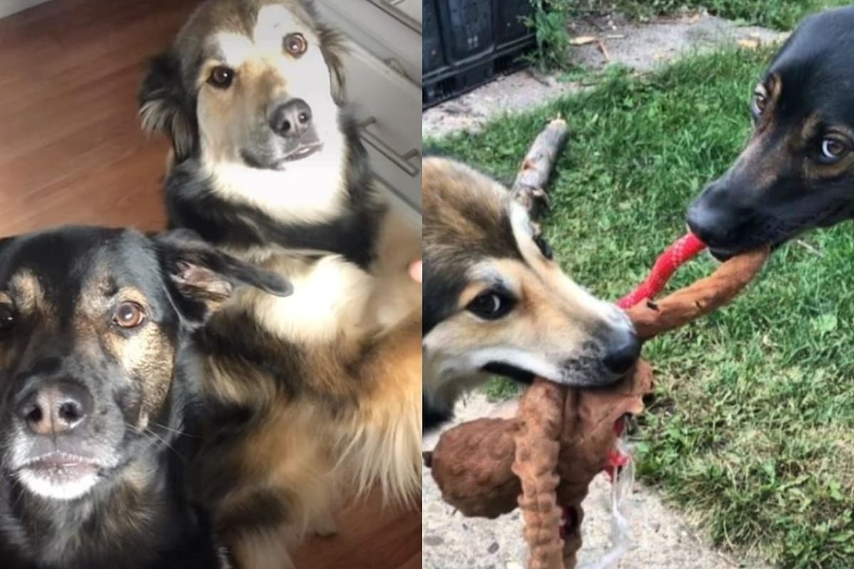 Rollo y Sadie se conocieron en 2020, durante la pandemia; hoy son furor en redes sociales