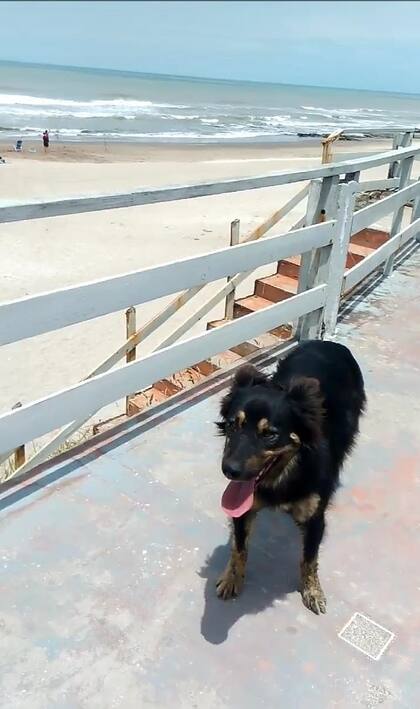 Rolo es un mestizo de pastor alemán y border collie.