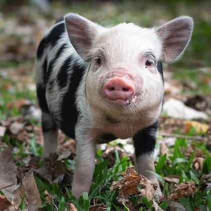 Roma, la cerdita que dieron en adopción y que terminó asesinada por su nuevo dueño (Foto: Instagram @the.minipig_roma)