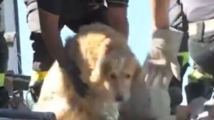 Romeo, el golden retriever que fue rescatado entre las ruinas de una vivienda de Amatrice, una de las localidades más afectadas por el terremoto en Italia