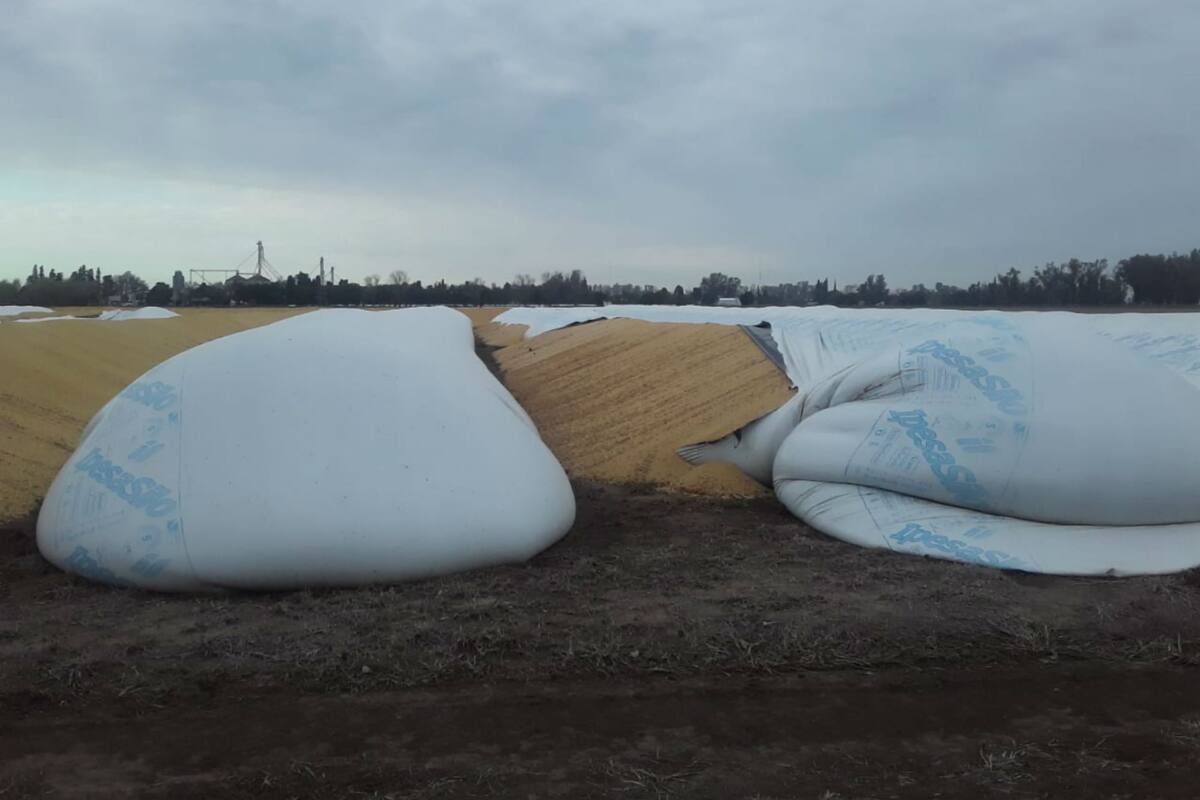 Rompen 13 silobolsas en una localidad de Santa Fe