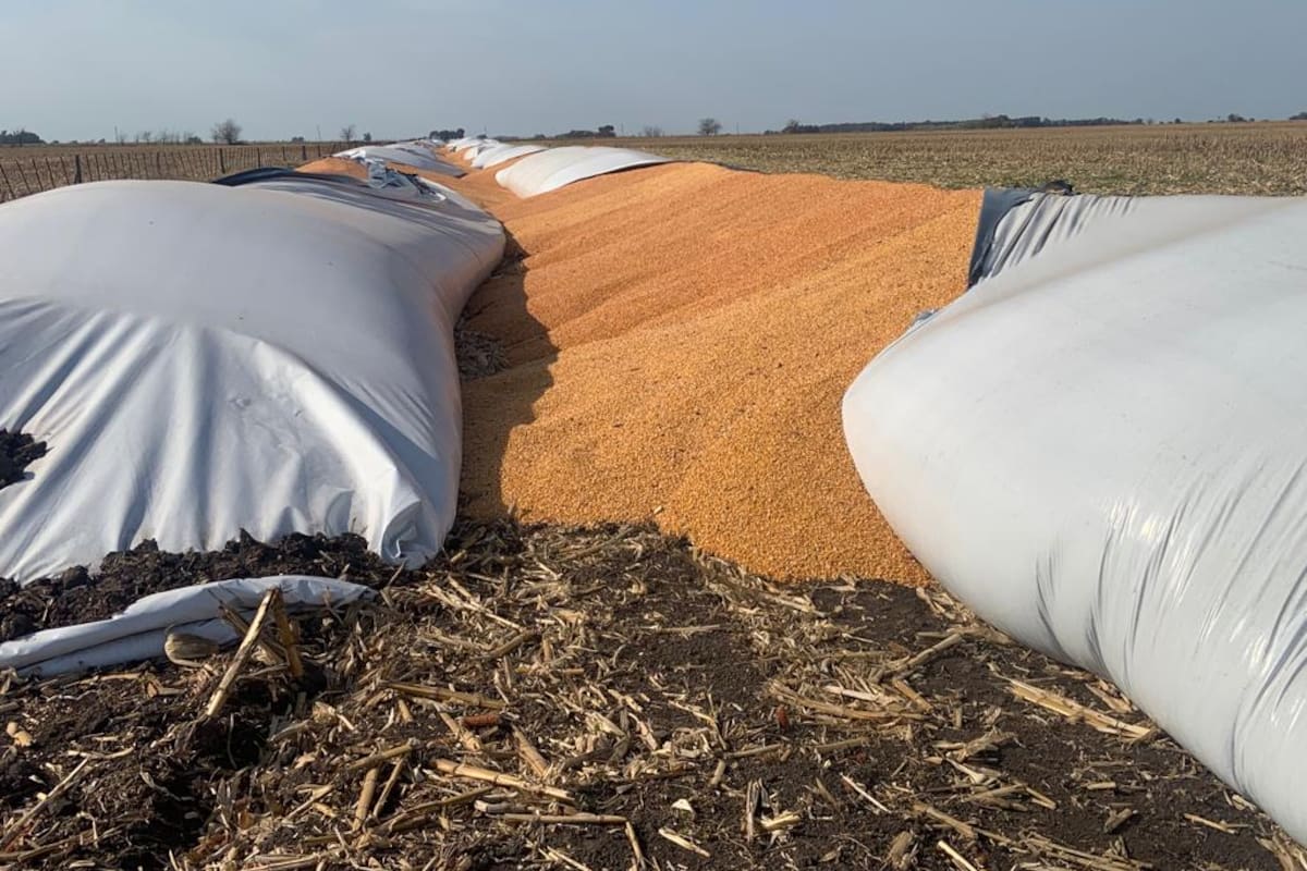 Rompieron once silobolsas en un establecimiento ubicado a seis kilómetros de General La Madrid