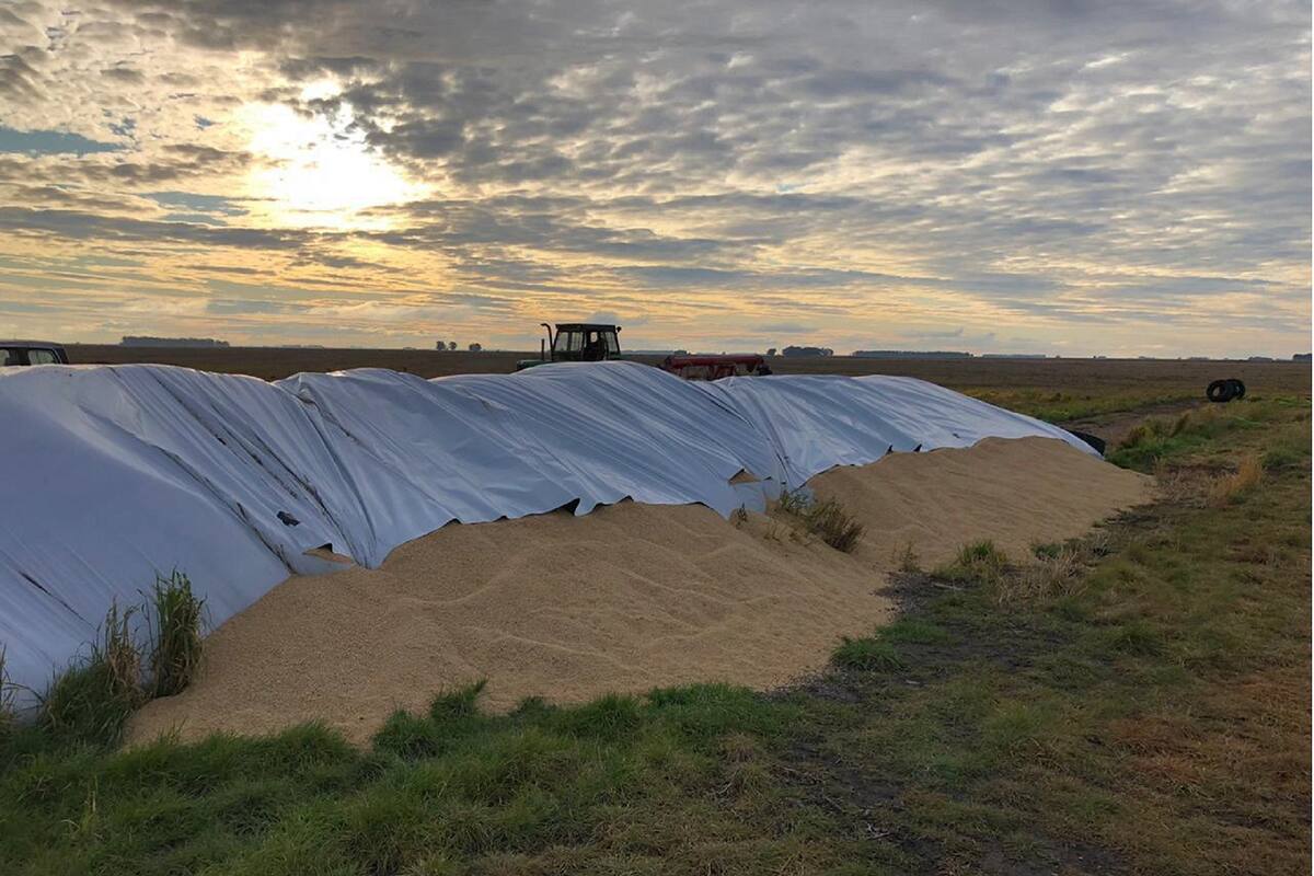 Rompieron un silobolsa de 50 toneladas de cebada en el partido de González Chaves, en la provincia de Buenos Aires