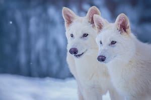 Rómulo y Remo, de 3 meses de edad, fueron modificados genéticamente para presentar similitudes con la especie extinta de lobo gigante
