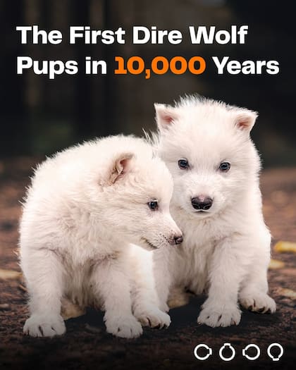 Rómulo y Remo, los dos cachorros de lobo terrible des-extintos por científicos (Facebook/@ColossalBiosciences)