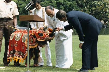 Ronald Reagan recibe un bebé elefante del presidente de Sri Lanka, en 1984