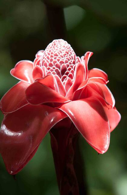 La rosa de porcelana,fotografiada en el Jardín de Balata.