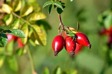 Rosa mosqueta: beneficios y propiedades del fruto patagónico rico en calcio y magnesio